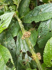 Paraphlomis javanica