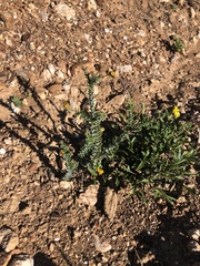 Osteospermum polygaloides