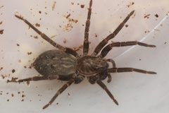 Uliodon albopunctatus