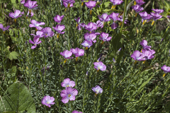 Linum olgae