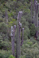 Cephalocereus senilis