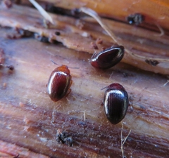 Scaphidema metallicum