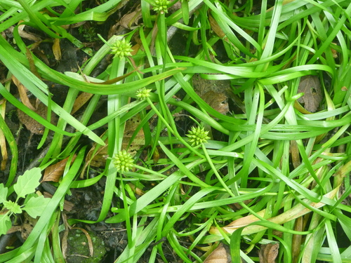 Sparganium natans iNat (2)