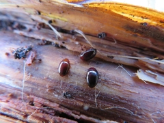 Scaphidema metallicum