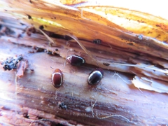 Scaphidema metallicum