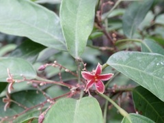 Sterculia lanceolata