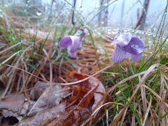 Viola rossii