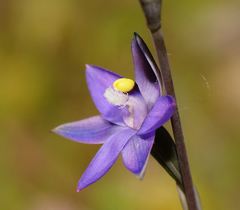 Thelymitra holmesii