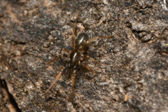 Phrurolithus