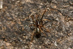 Phrurolithus