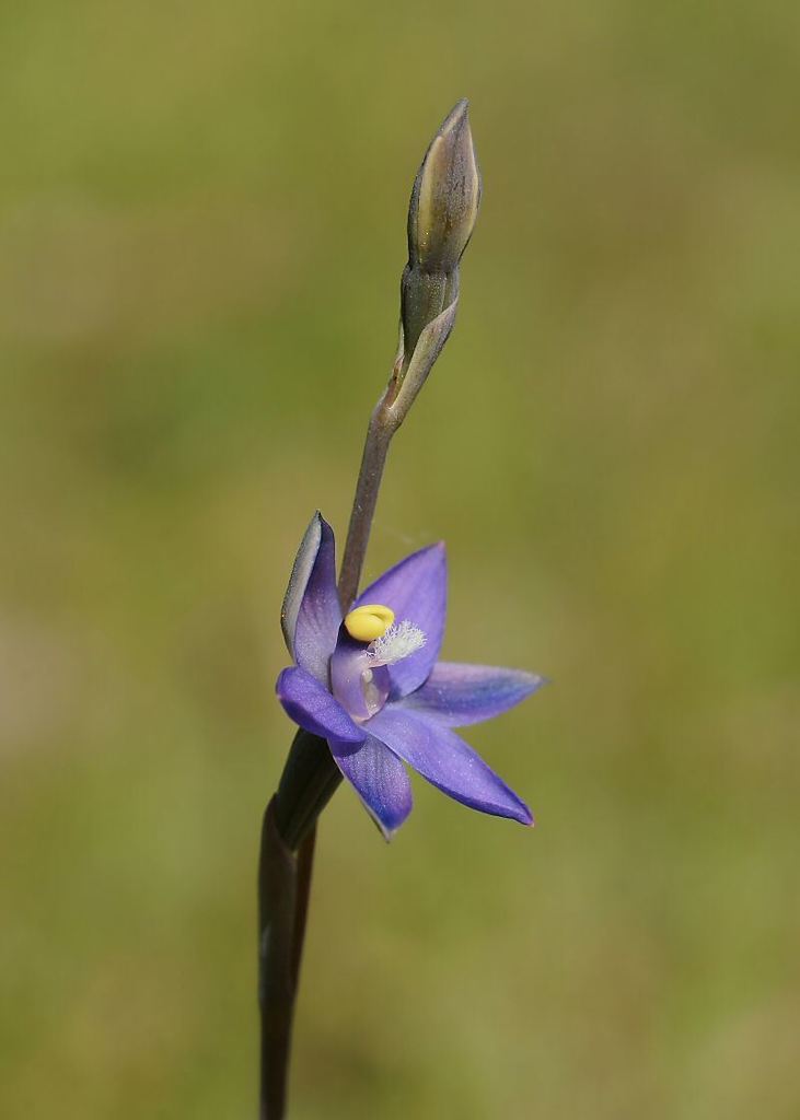 Blue Star Sun-orchid