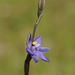 Blue Star Sun-Orchid - Photo (c) Reiner Richter, some rights reserved (CC BY-NC-SA), uploaded by Reiner Richter