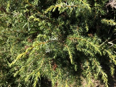 Juniperus formosana