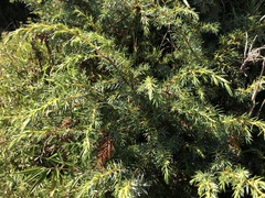 Juniperus formosana