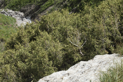 Juniperus pseudosabina