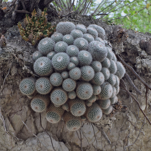Mammillaria geminispina