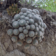 Twin Spine Cactus (Mammillaria geminispina)