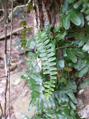 Arthropteris palisotii