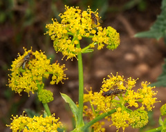 Dorycera judea