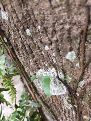 Arthropteris palisotii