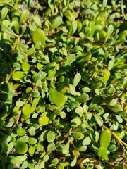 Samolus repens repens