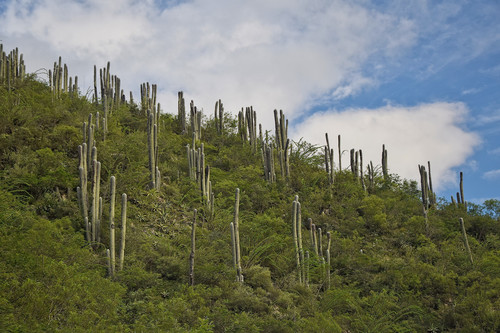 Old Man Cactus