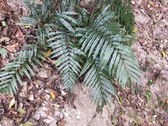 Bolbitis angustipinna