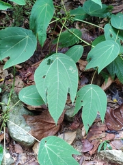 Macaranga bancana