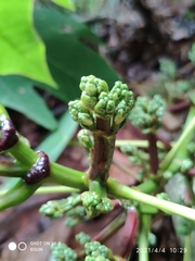Macaranga bancana