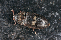 Biphyllus lunatus