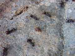 Myrmecophilus kubotai