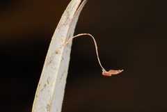 Andricus pedicellatus