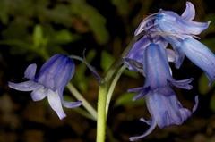 Hyacinthoides