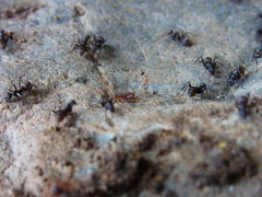 Myrmecophilus kubotai
