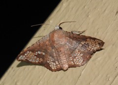 Canaea hyalospila
