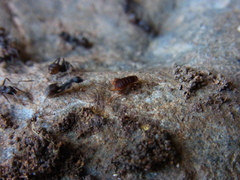 Myrmecophilus kubotai