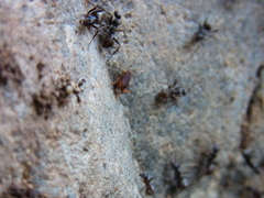 Myrmecophilus kubotai