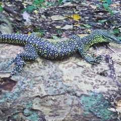 Varanus indicus