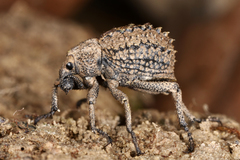 Brachycerus muricatus