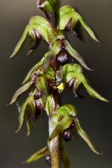 Conioscinella