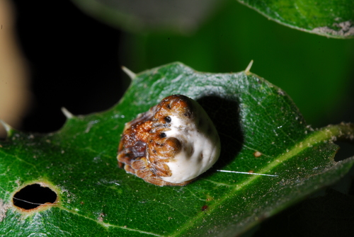 Southern Bolas Spider photo 4