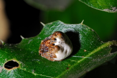 Mastophora cornigera