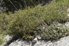 Richteria pyrethroides