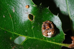 Mastophora cornigera