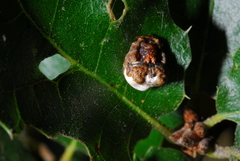 Mastophora cornigera