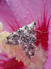 Bryophila domestica