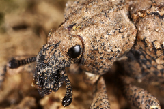 Brachycerus muricatus