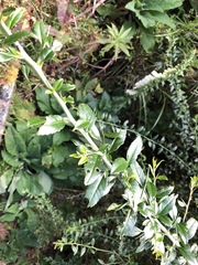 Prinsepia scandens