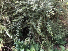 Prinsepia scandens