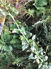Prinsepia scandens